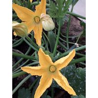 Sandveld Seeds Baby Marrow